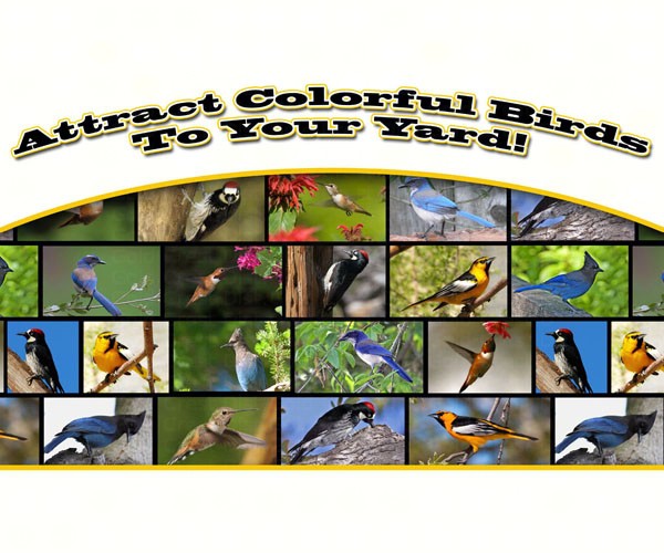 heartwood architecture for the birds